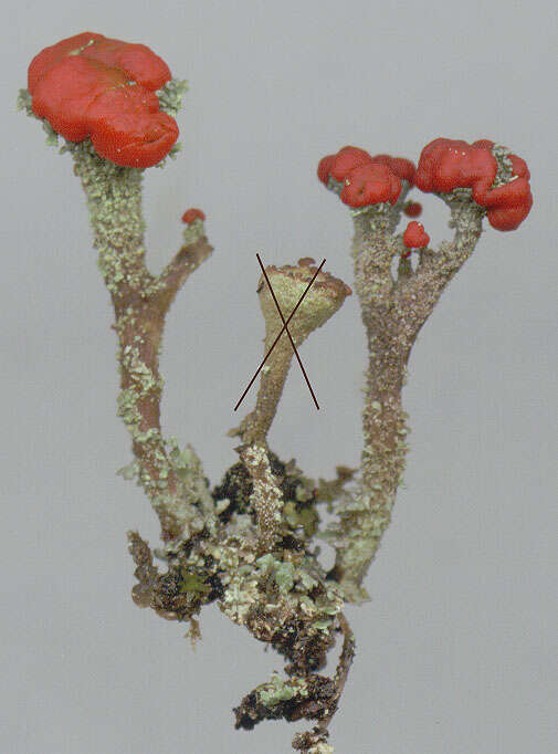 Image of Florke's cup lichen