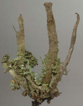 Image de Cladonia ochrochlora Flörke