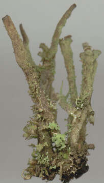 Image de Cladonia ochrochlora Flörke