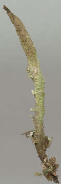 Image of cup lichen