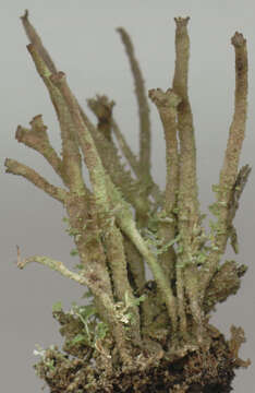 Image de Cladonia ochrochlora Flörke