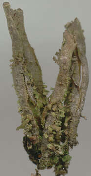 Image of cup lichen