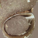 Image of New Zealand Mudsnail
