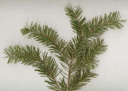 Image of Douglas Fir