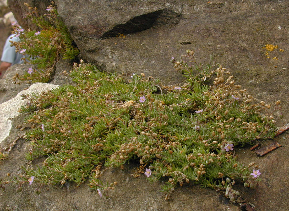 Image of Spergularia rupicola Le Jolis