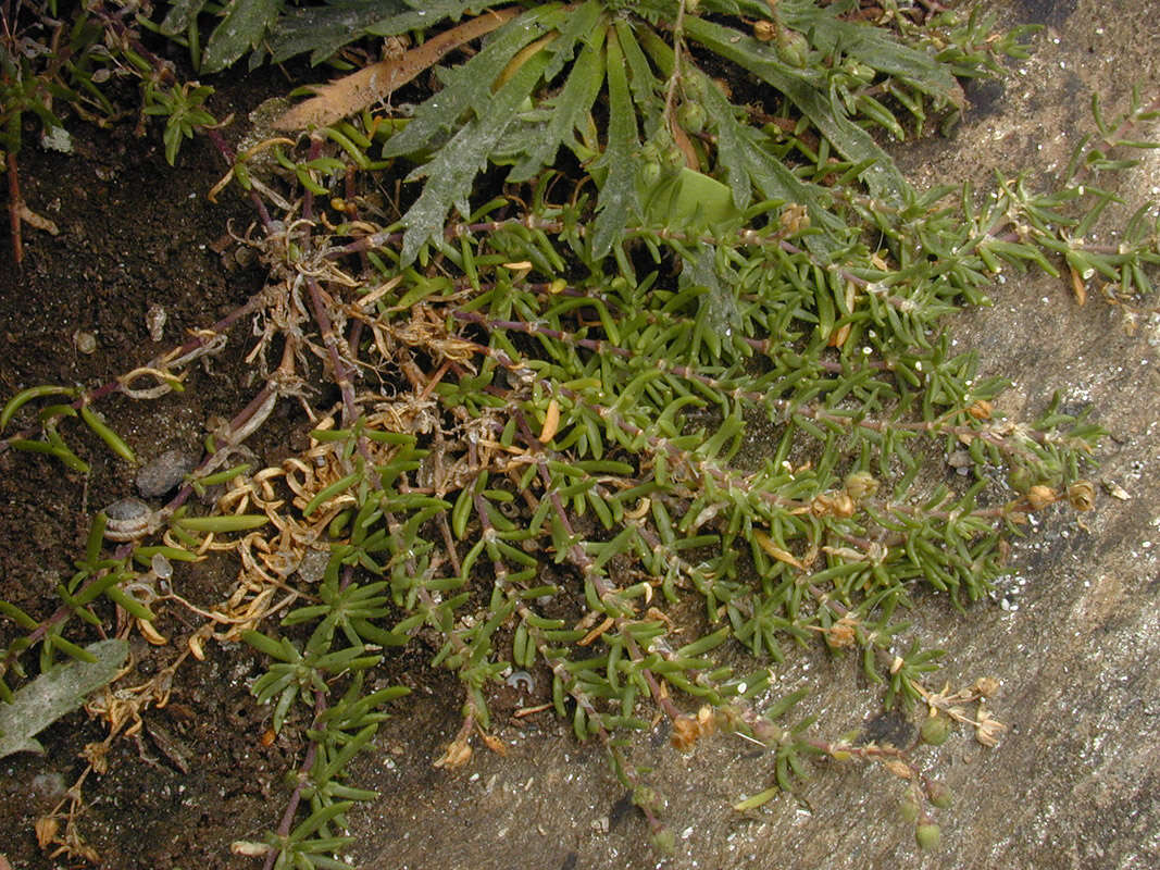 Image of Spergularia rupicola Le Jolis