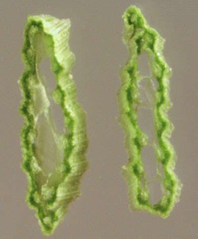 Image of Eleocharis palustris subsp. waltersii