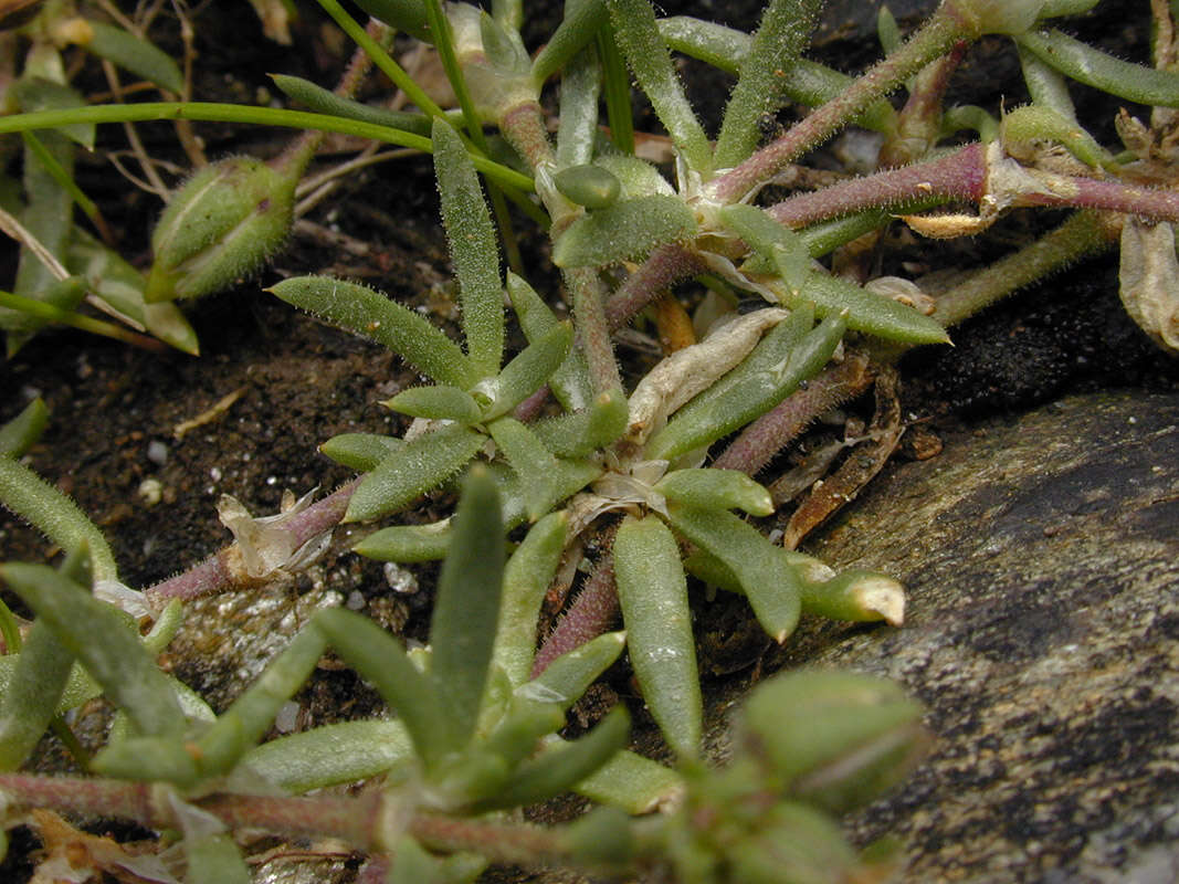 Image of Spergularia rupicola Le Jolis