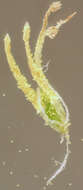 Image of Eleocharis palustris subsp. waltersii