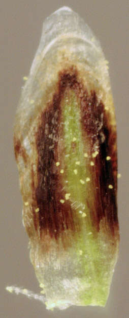 Image of Eleocharis palustris subsp. waltersii