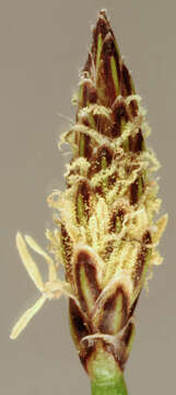 Image of Eleocharis palustris subsp. waltersii