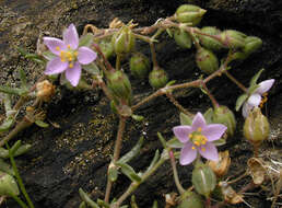 Image of Spergularia rupicola Le Jolis