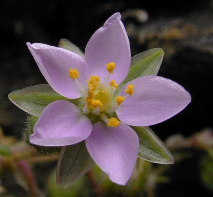 Image of Spergularia rupicola Le Jolis