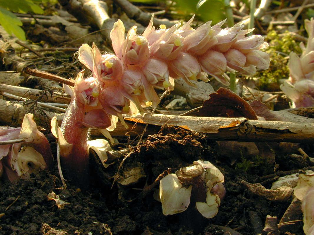 Image of common toothwort