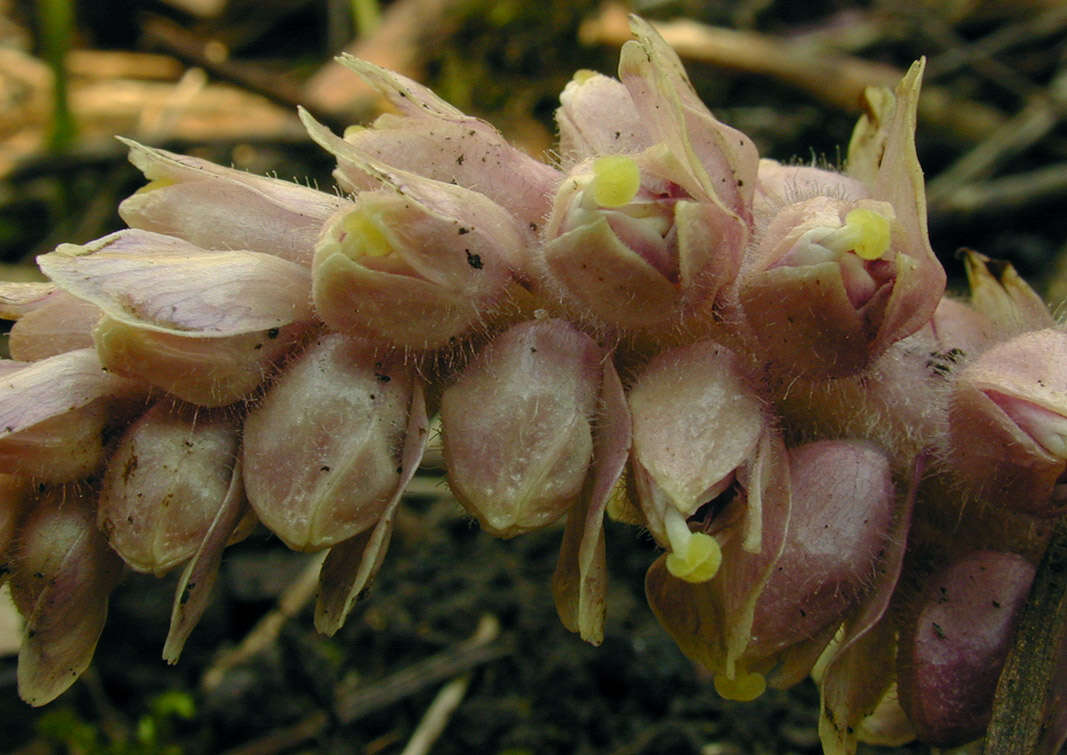 Image of common toothwort