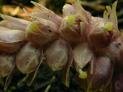 Image of common toothwort