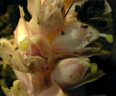 Image of common toothwort