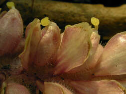 Image of common toothwort