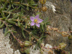 Image of Spergularia rupicola Le Jolis