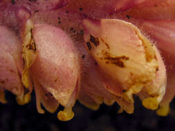 Image of common toothwort