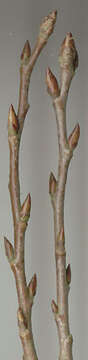 Image of Common Aspen