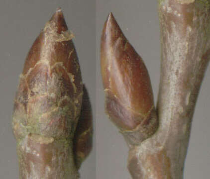 Image of Common Aspen