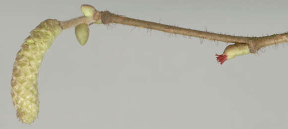 Image of Cobnut