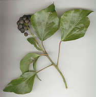 Image of Hedera helix f. helix