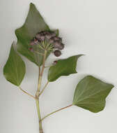 Image of Hedera helix f. helix