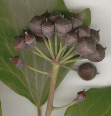 Image of Hedera helix f. helix