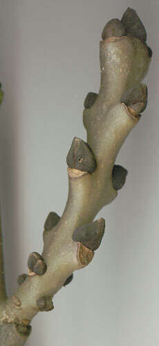 Image of European ash