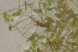 Image of least duckweed