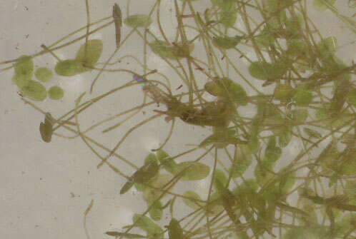 Image of least duckweed