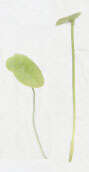 Image of least duckweed