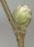 Image of Eriophyes avellanae