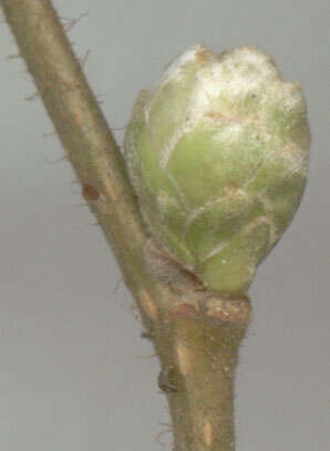 Image of Eriophyes avellanae