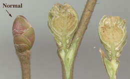Image of Eriophyes avellanae