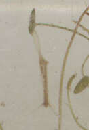 Слика од Hydra oligactis Pallas 1766