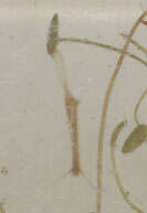 Слика од Hydra oligactis Pallas 1766