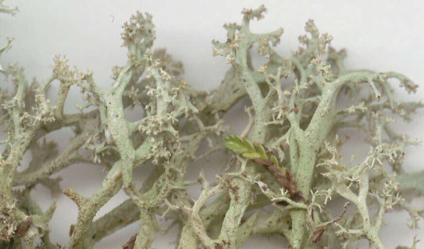 Image de Cladonia portentosa (Dufour) Coem.