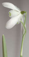 Image of Galanthus nivalis f. pleniflorus