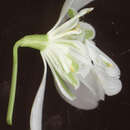 Image of Galanthus nivalis f. pleniflorus