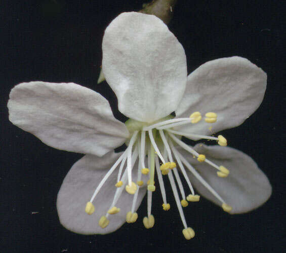 Image of Cherry Plum