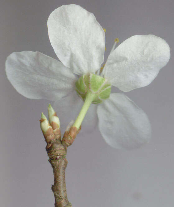 Image of Cherry Plum