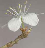 Image of Cherry Plum