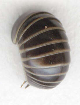 Image of Pill millipede