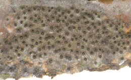 Image of Eutypella quaternata (Pers.) Rappaz 1987