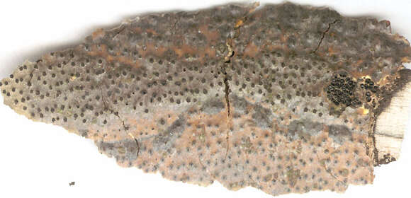 Image of Eutypella quaternata (Pers.) Rappaz 1987