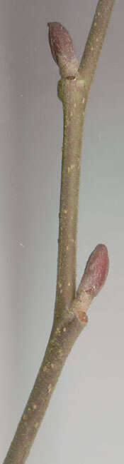 Image of Grey Alder