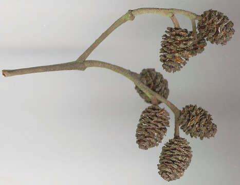 Image of Grey Alder